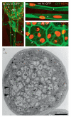 Figure 3.2