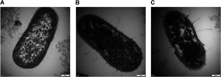 FIG 6