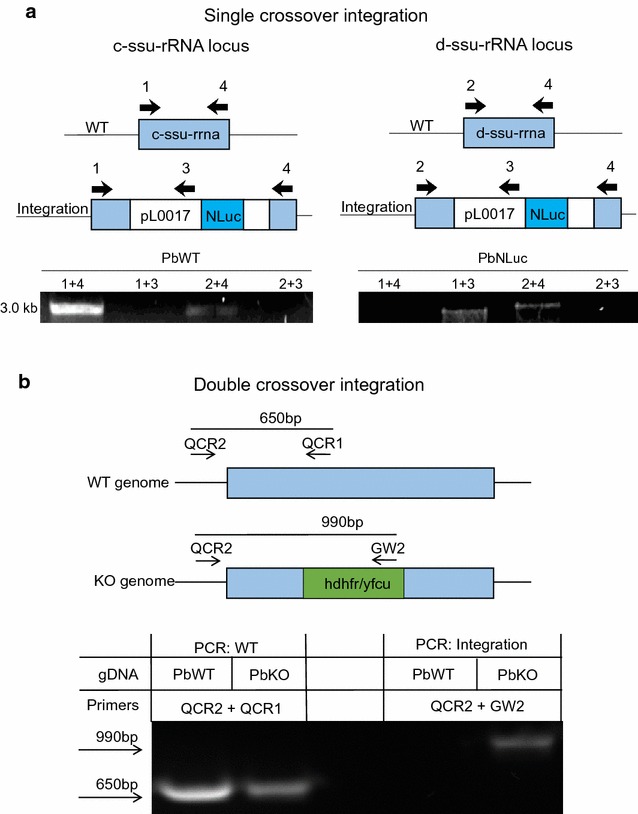 Fig. 6