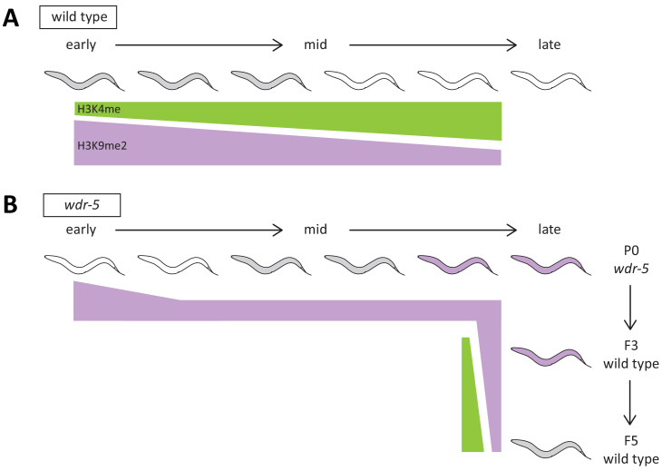 Figure 5—figure supplement 2.