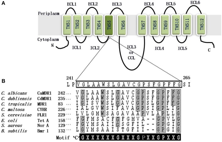 Figure 5