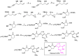 Scheme 8