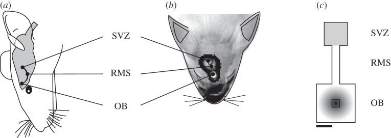 Figure 1.