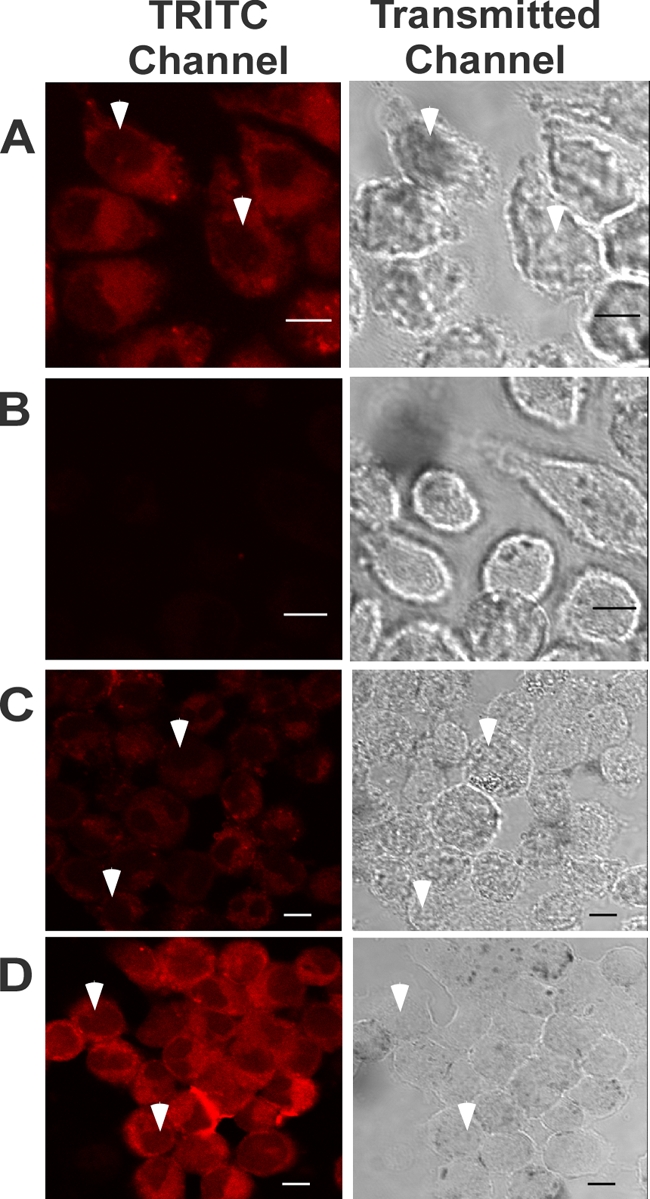 FIG. 2.