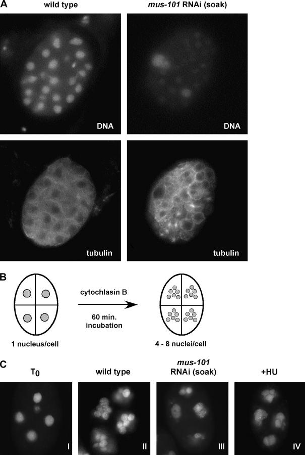 Figure 2.—