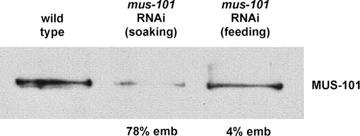 Figure 1.—