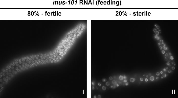 Figure 3.—