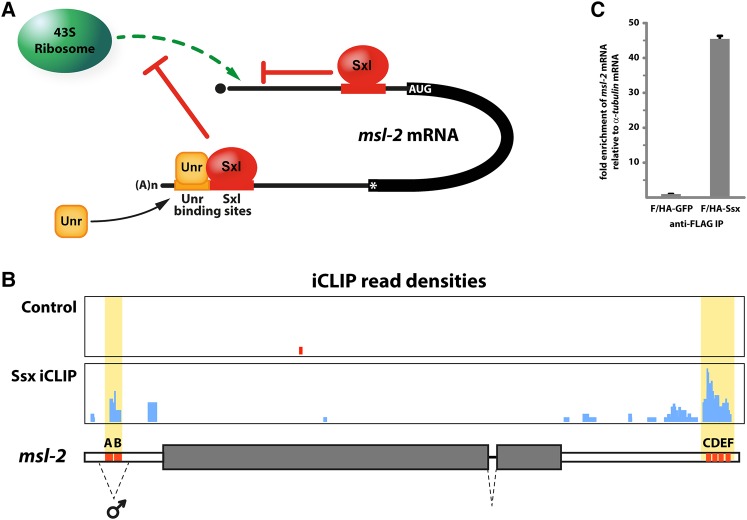 FIGURE 1.