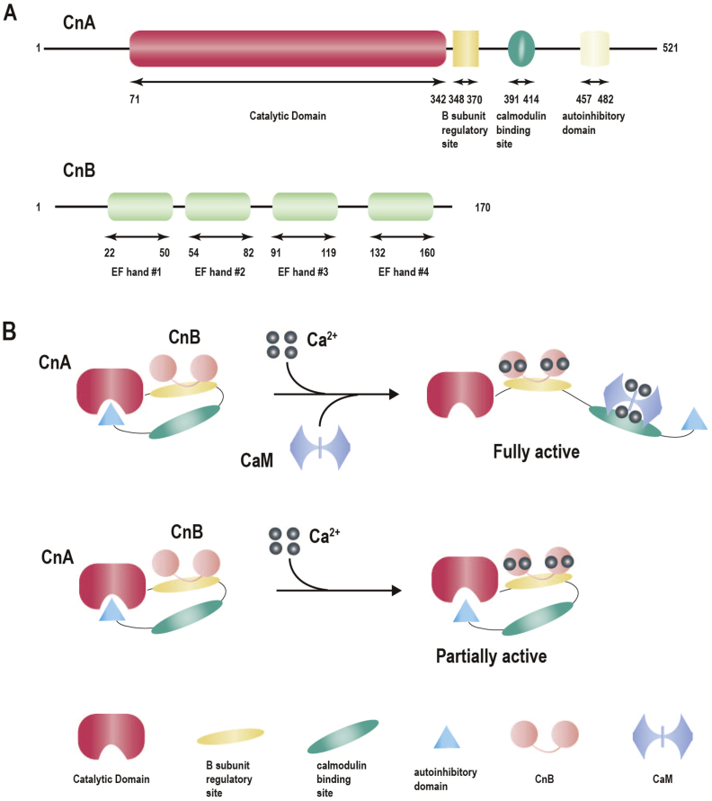 Figure 1