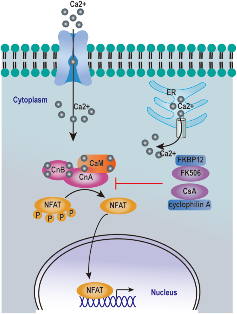 Figure 2