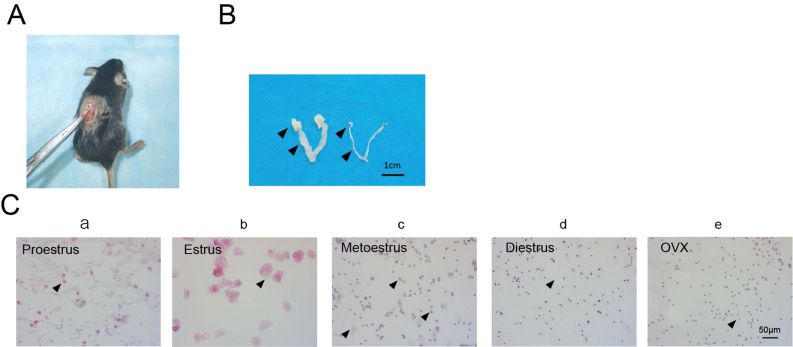 Supplementary Figure 1