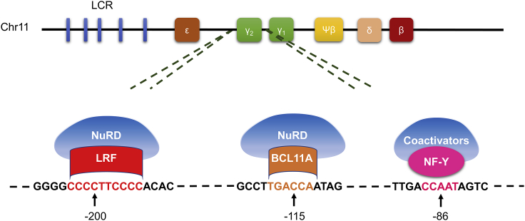 Figure 1