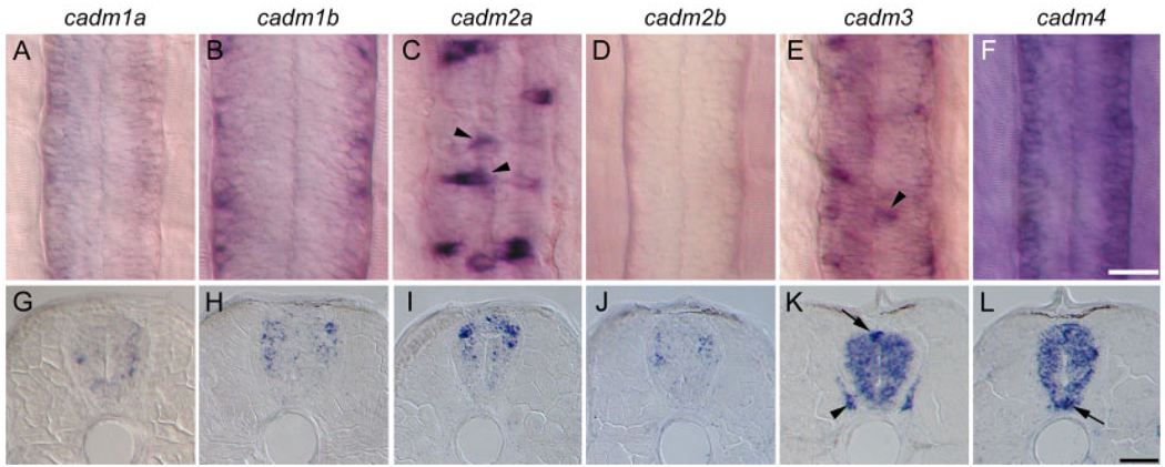 Fig. 7