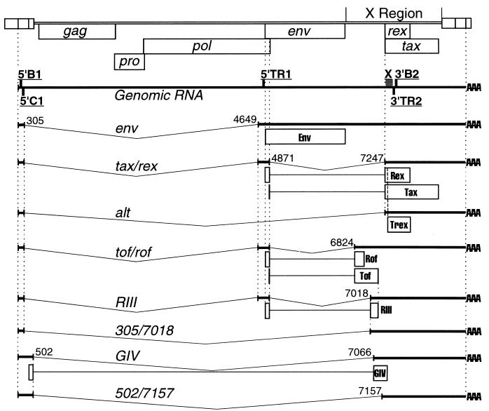 FIG. 1