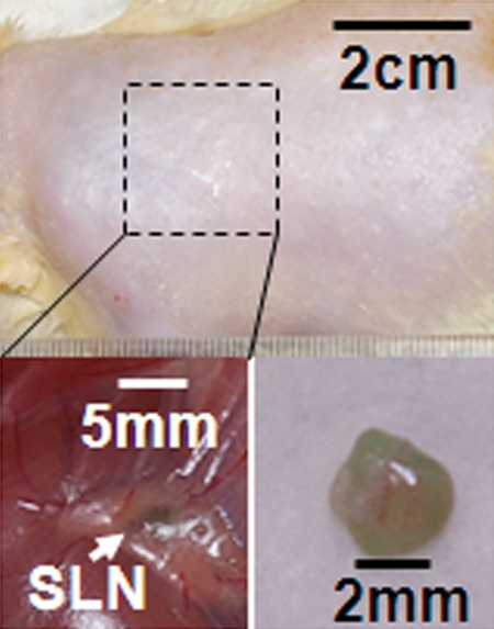 Figure 2f: