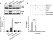 Figure 11.