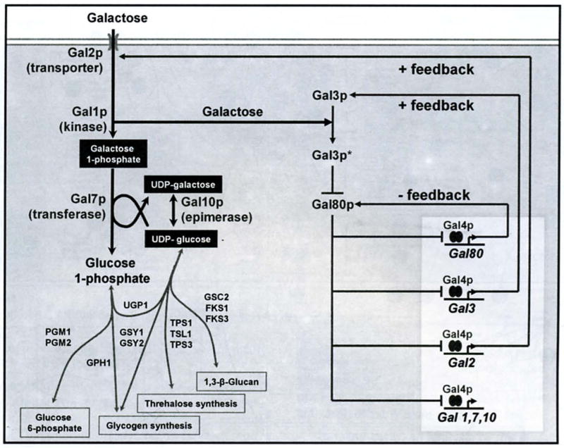 Fig. (2)