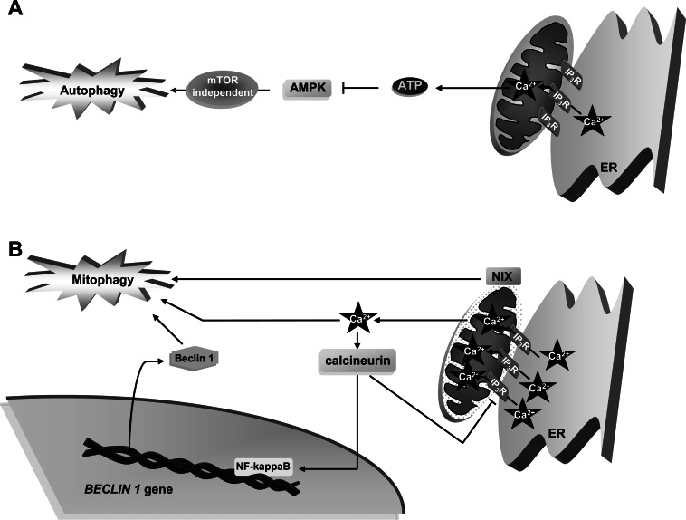 Fig. (4)