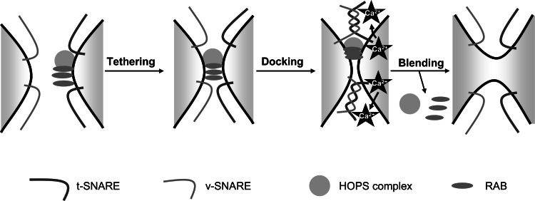 Fig. (5)