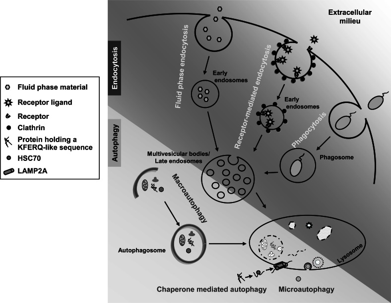 Fig. (1)