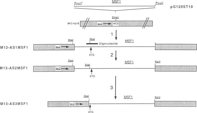 graphic file with name pnas01069-0117-a.jpg