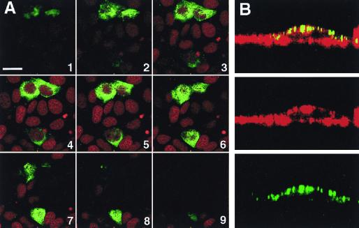 FIG. 1