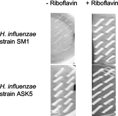 FIG. 5.