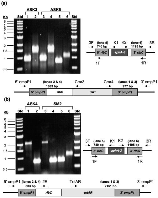 FIG. 4.