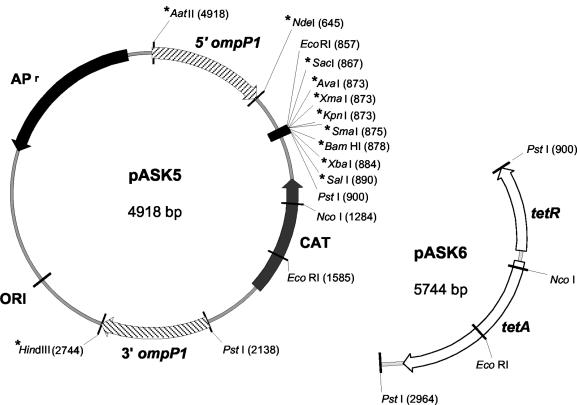 FIG. 2.