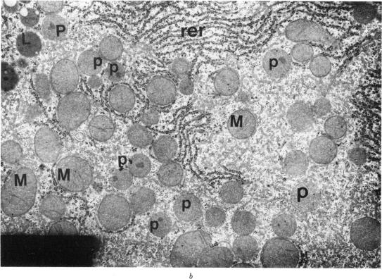 FIGURE 2. b