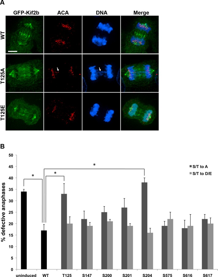 FIGURE 5: