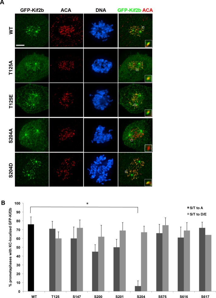 FIGURE 4: