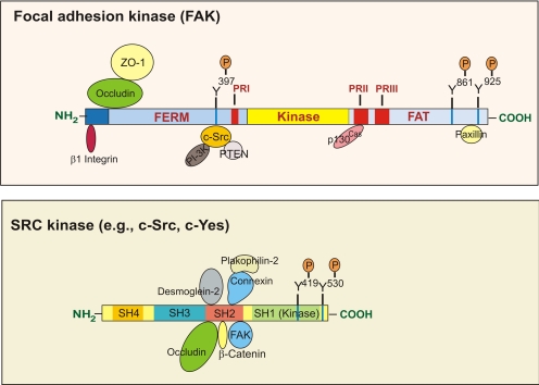 The Blood-testis Barrier And Its Implications For Male Contraception - Pmc