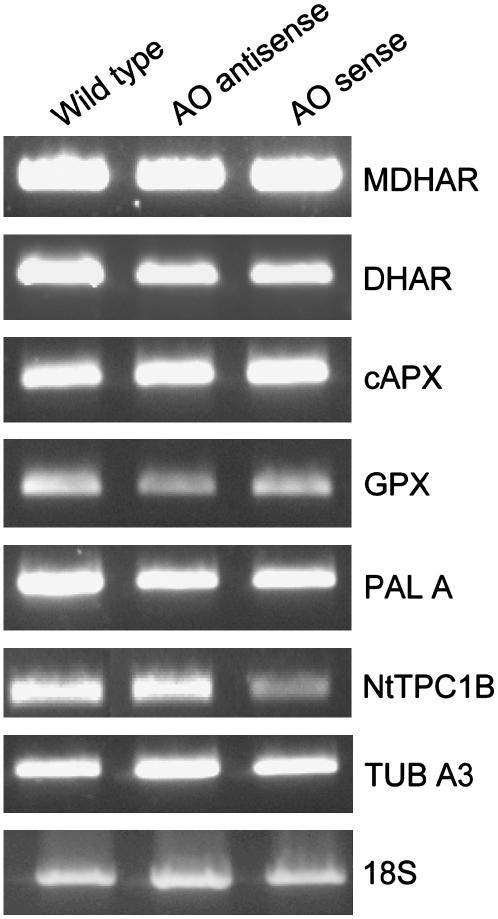 Figure 6.