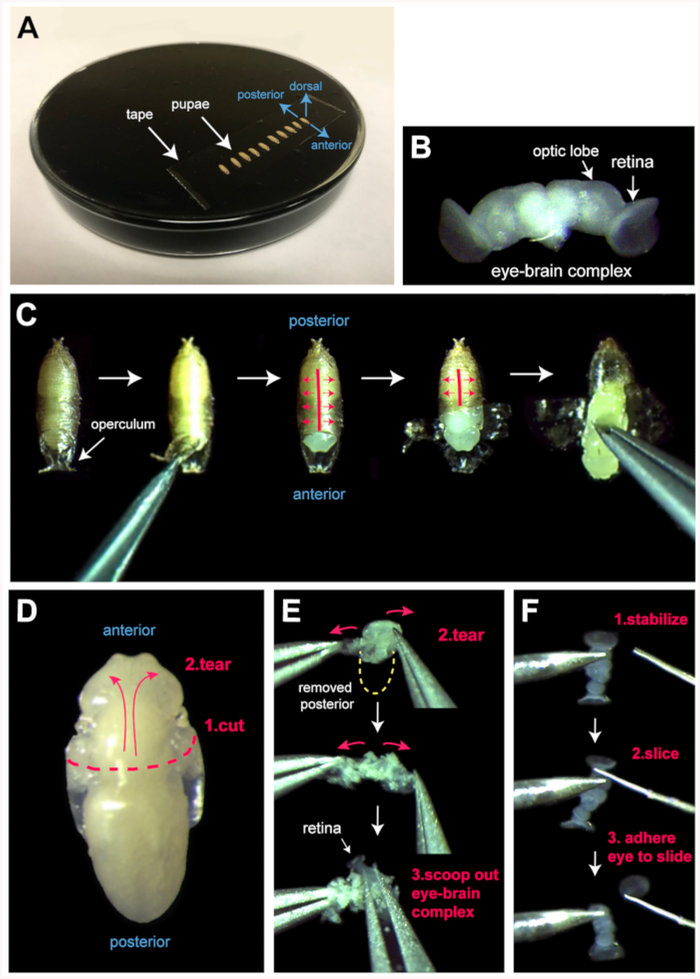 Figure 2: