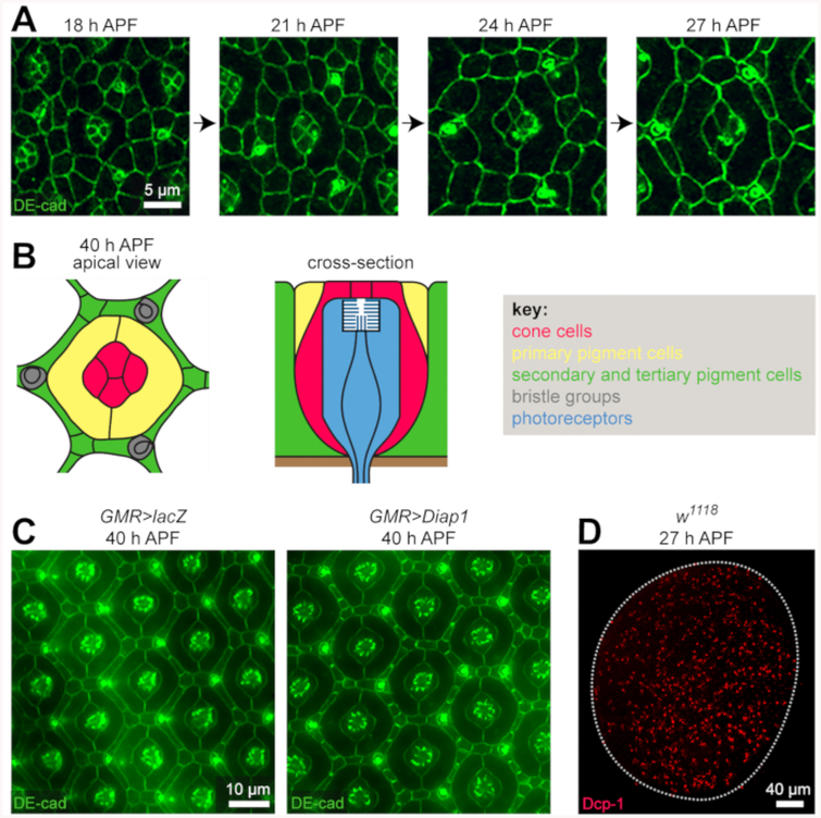 Figure 3: