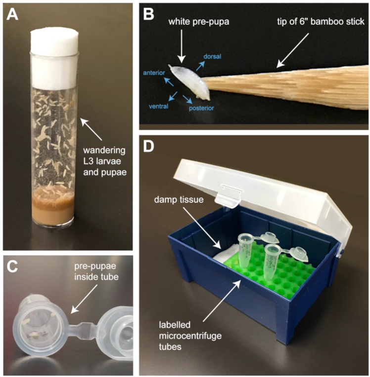 Figure 1: