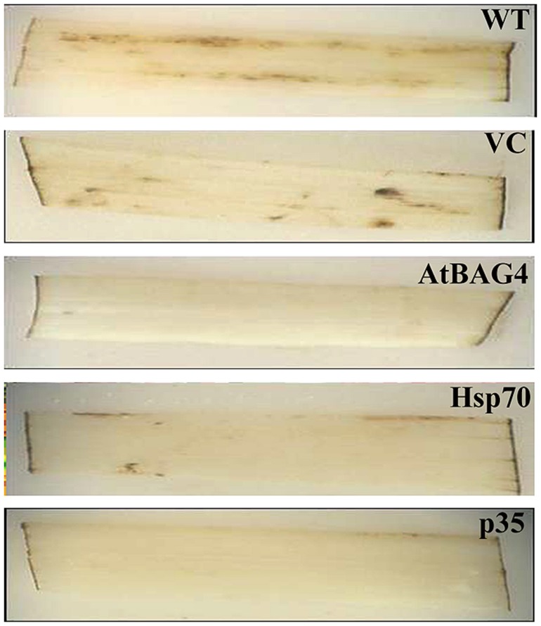 FIGURE 2