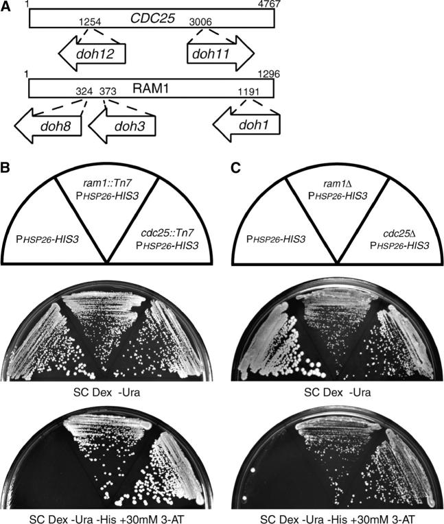 Figure 2.—