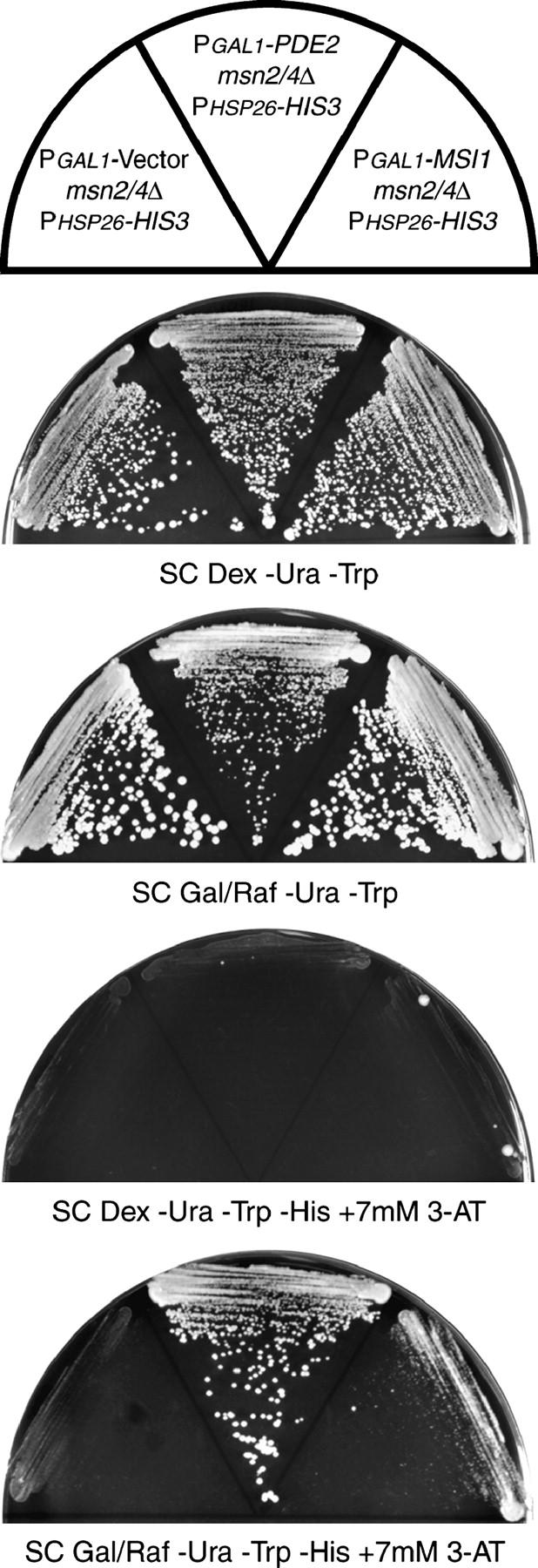 Figure 4.—