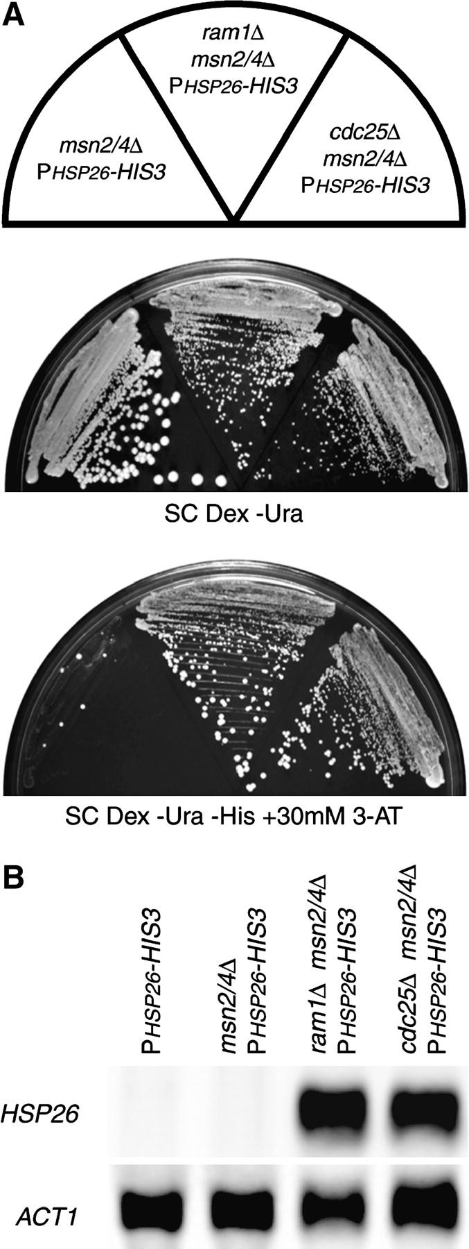 Figure 3.—