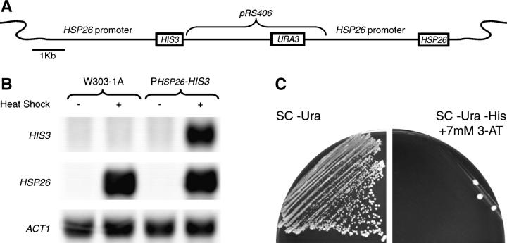 Figure 1.—