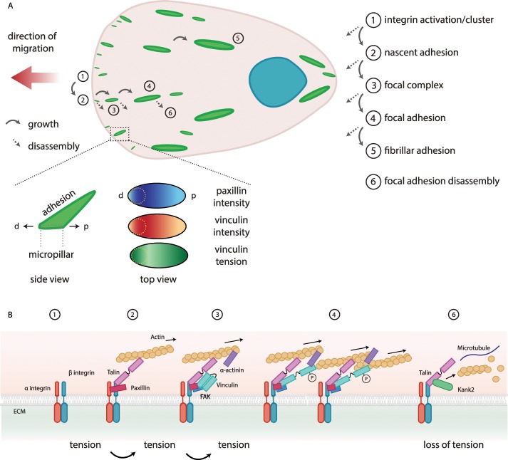 Single and collective cell migration: the mechanics of adhesions - PMC