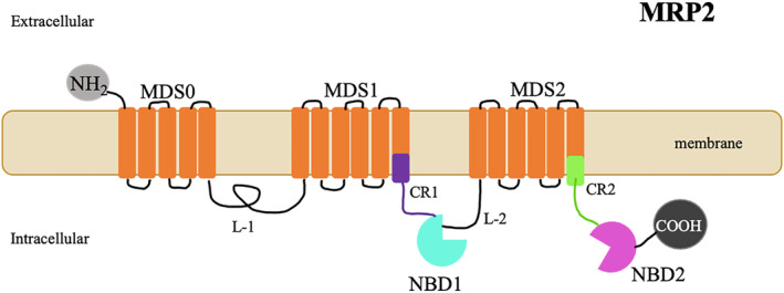 FIGURE 2