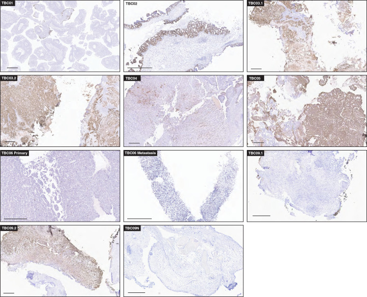 Figure 3—figure supplement 3.