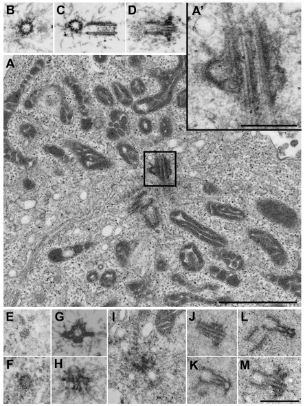 Fig. 7.