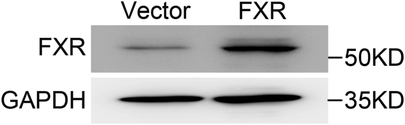 Fig s6