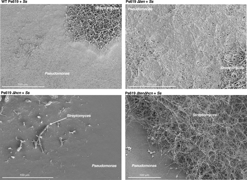 Figure 6—figure supplement 3.