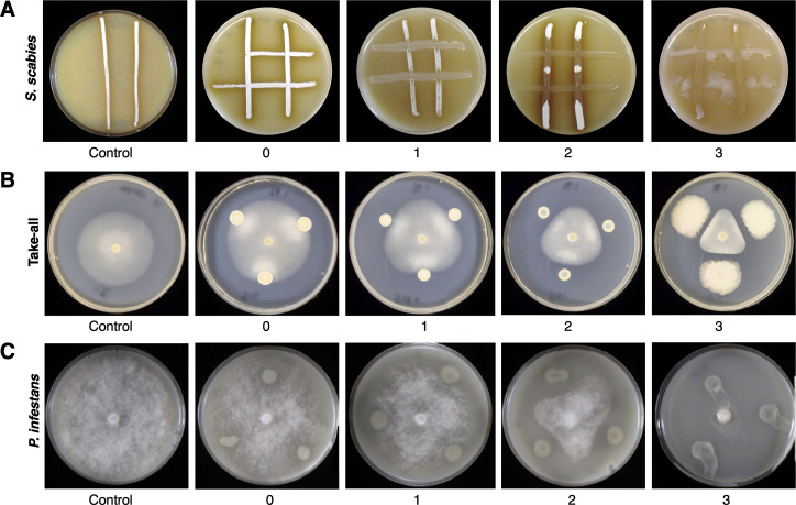 Figure 2—figure supplement 2.