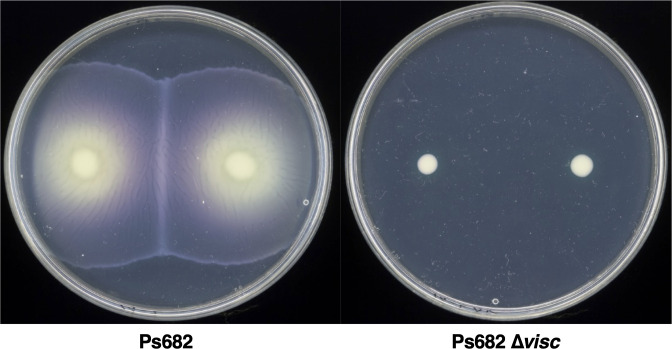 Figure 5—figure supplement 1.